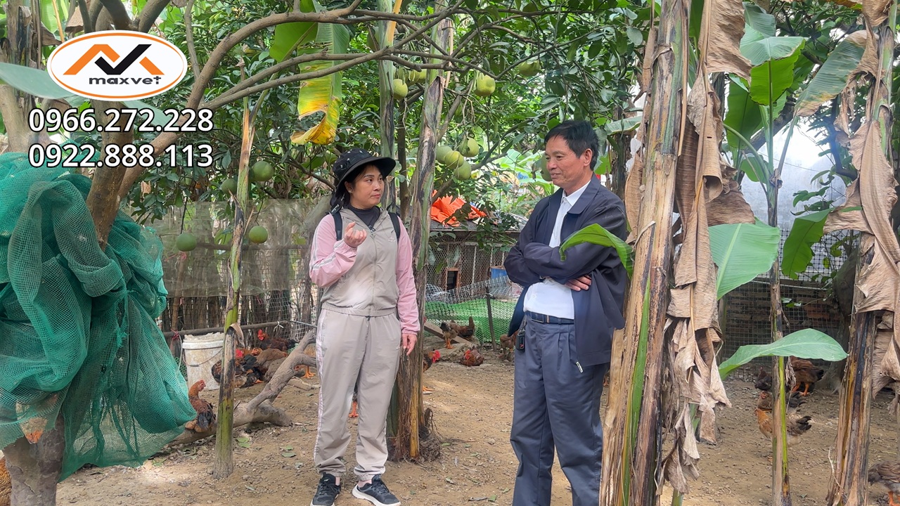 Chủ trại có nguy cơ mất nửa đàn gà do điều trị không đúng bệnh, gà bị tiêu chảy toàn nước là do đâu