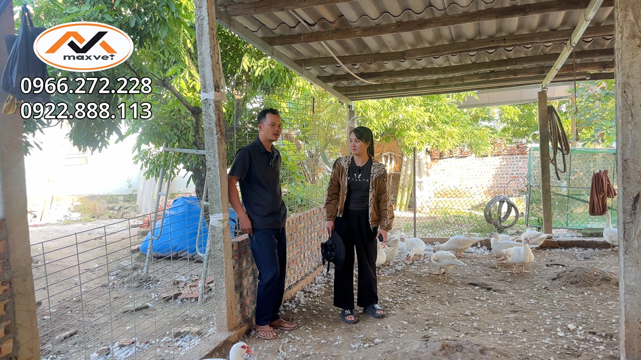 Làm giàu từ mô hình nuôi ngan đẻ bằng chuồng tận dụng đơn giản|Kỹ thuật nuôi ngan vịt xiêm thuận lợi