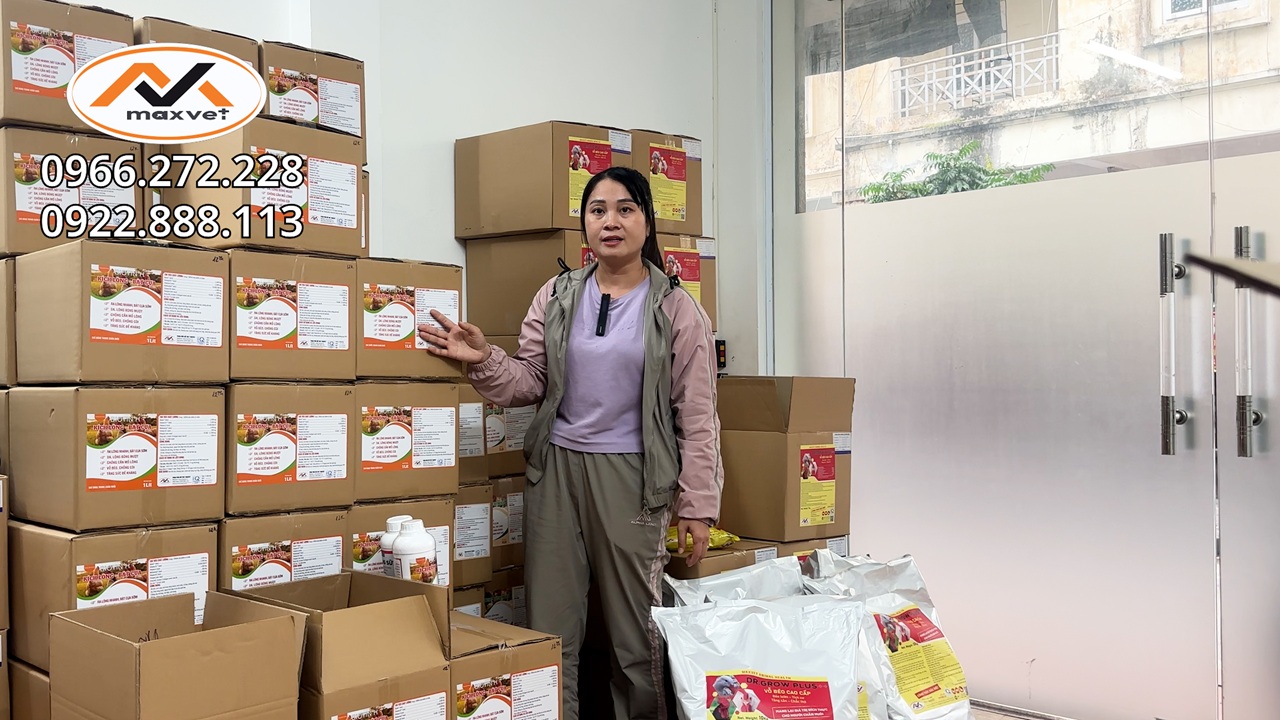 Bí quyết vỗ béo gà hiệu quả - mau lớn, ít bệnh tăng cân đều,không bị tiêu chảy và tiết kiệm chi phí
