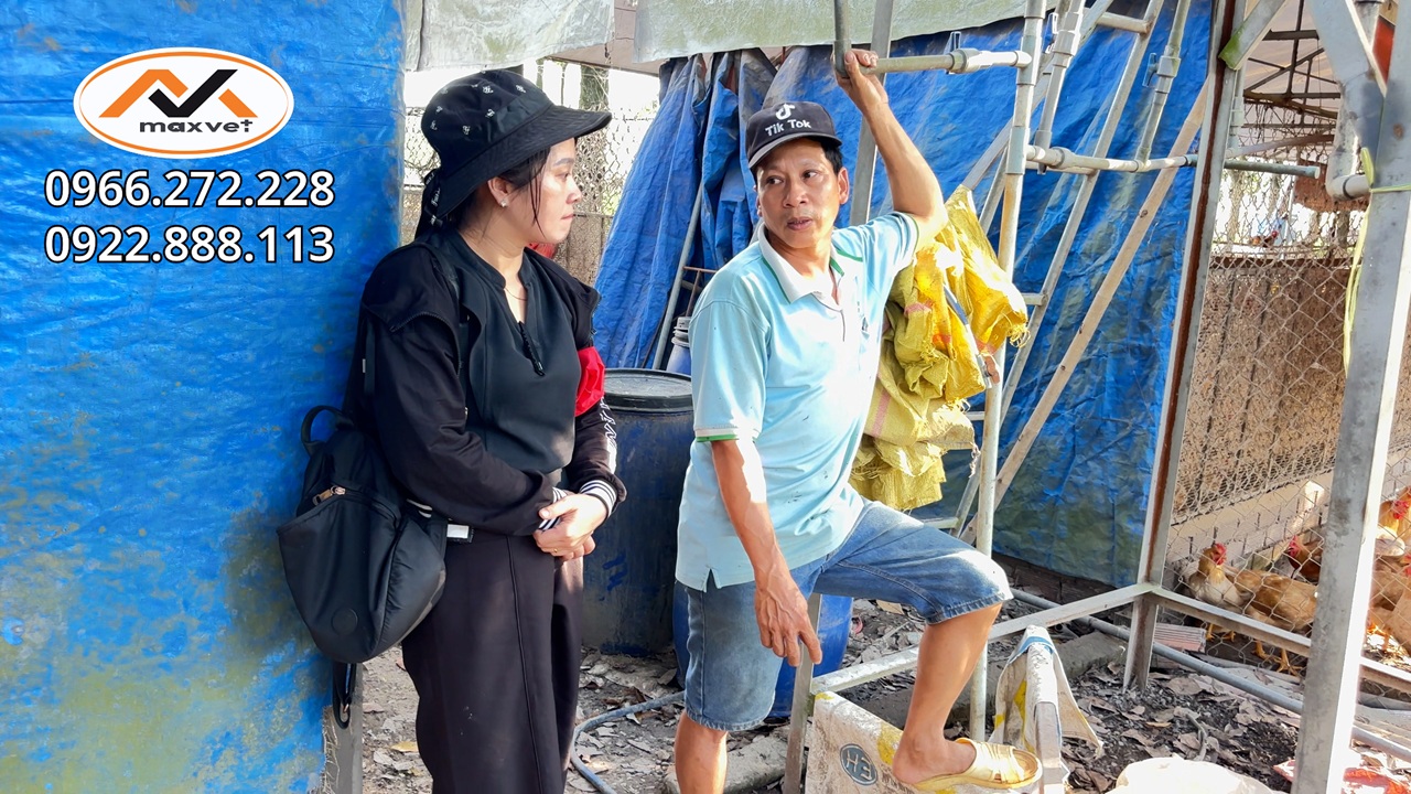 Nuôi gà kiểu mới dưới tán cây cao su: bác chủ nuôi 2 vạn con áp dụng phương châm vừa mát vừa có tiền