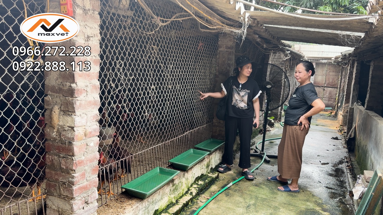 Combo vỗ béo cao cấp - kích lông bật cựa: gà to đạt cân,lông bóng mượt,bật cựa dài,hiệu quả rõ rệt