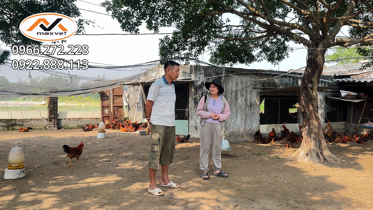 Khi chuồng nuôi bị ô nhiễm nhiều bệnh nền có chăn nuôi liên tục được không ? Bí quyết chăn nuôi gà