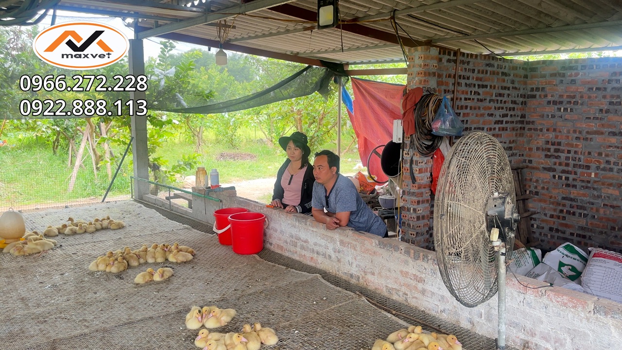 Nuôi ngan vịt xiêm ngày càng khó khăn, dịch bệnh ngày càng phức tạp mặc dù Giá cả đang dần ổn định