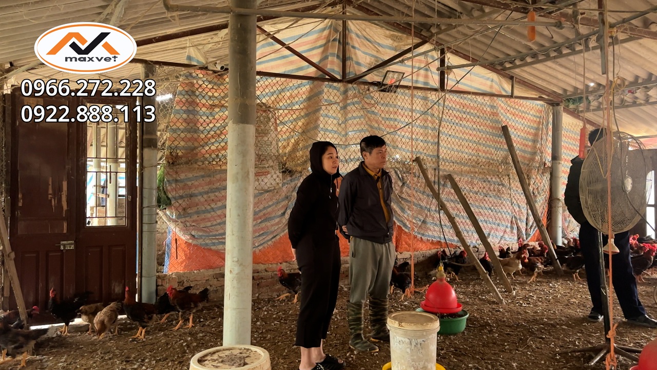 Mưa phùn kèm rét mùa nuôi gà vất vả nhiều bệnh ghép rất phức tạp khó điều trị | Liễu Thú Y