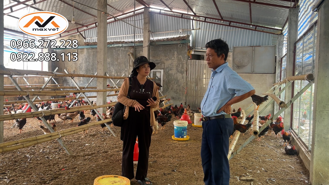 Bác chủ trại có thể bị hỏng cả đàn gà mía sơn tây chỉ vì chủ quan khi điều trị bệnh | Liễu Thú Y