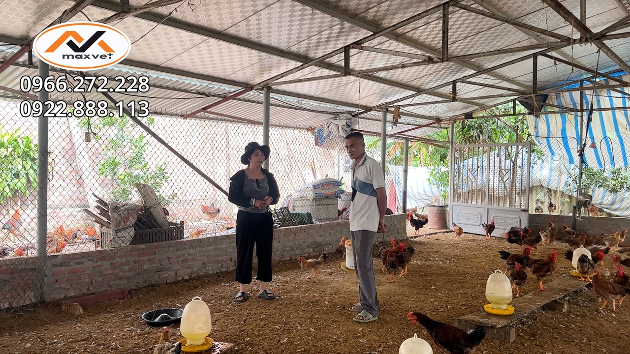 Chủ trại bất lực khi đàn gà bị hen khẹc kéo dài cả 1 tháng điều trị dai dẳng không khỏi |Liễu Thú Y