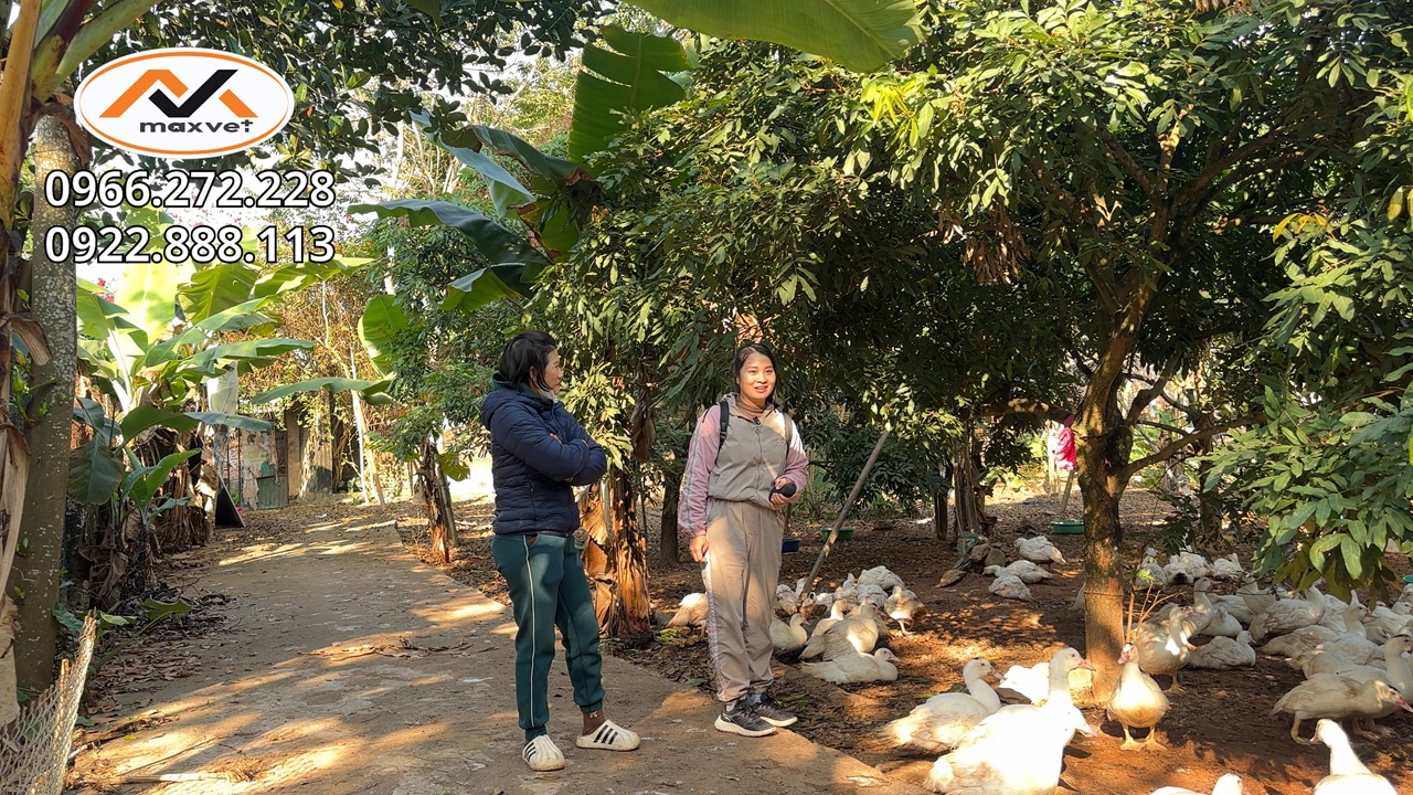 Chủ trại đánh giá thế nào sau khi dùng thực tế? Sản phẩm Kích lông bật cựa ra lông nhanh, bật cựa sớm