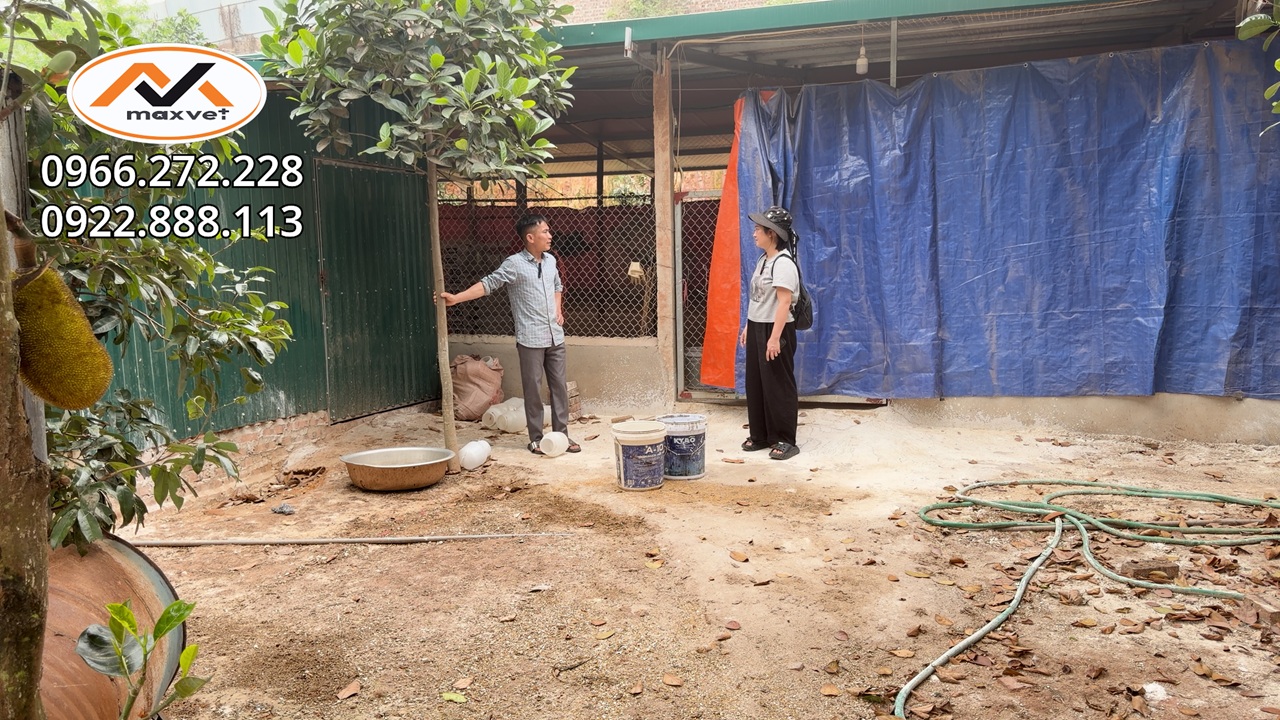 Những sai lầm nghiêm trọng khi xử lí đàn gà bị đau mắt chảy mũi hen khẹc mà người nuôi hay mắc phải