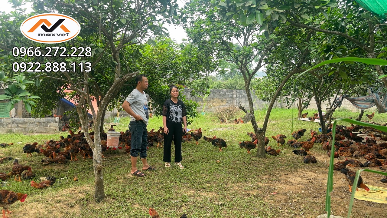 Liệu khởi nghiệp nuôi gà có còn là “mỏ vàng” hay chỉ là canh bạc đầy rủi ro? Liễu Thú Y