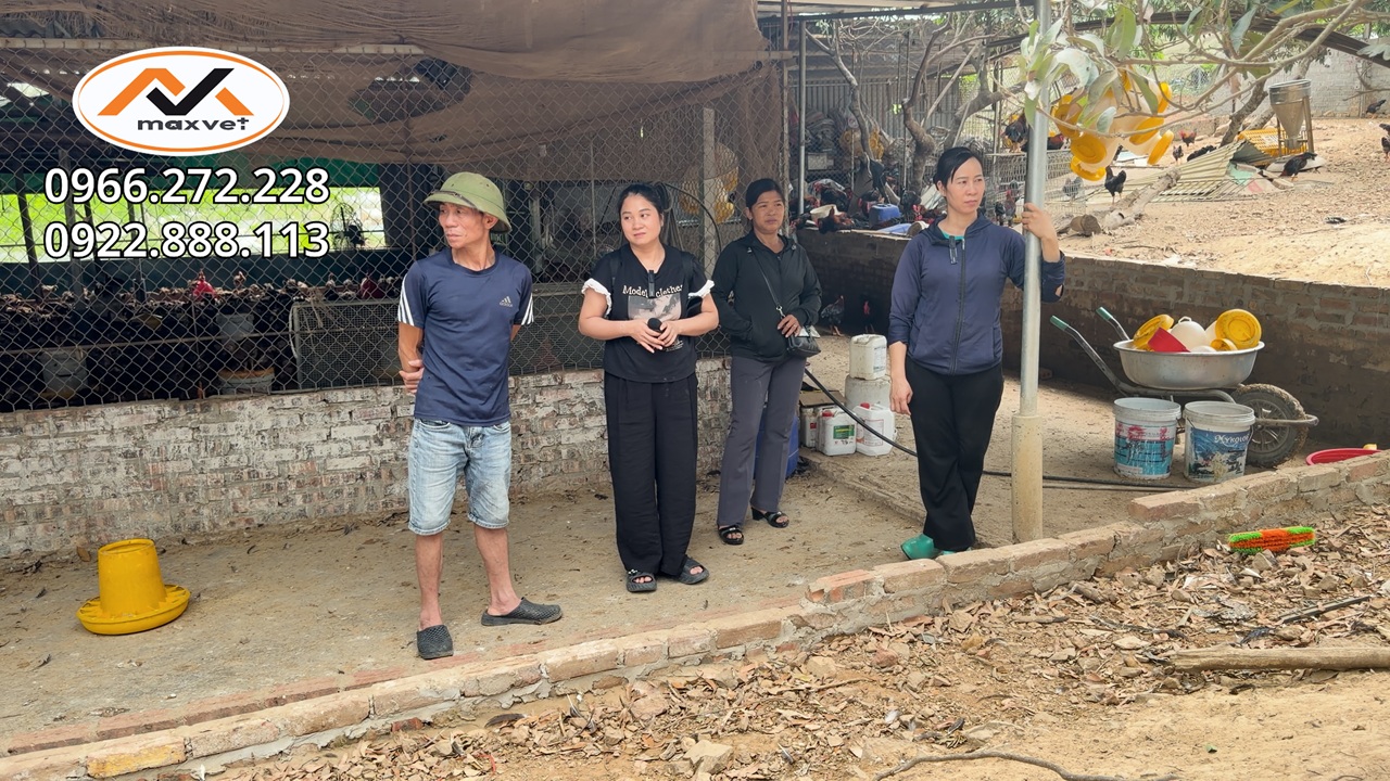 Kinh nghiệm thực tế khi nuôi gà thả vườn dài ngày đạt cân lông mượt đuôi vút cựa dài | Liễu Thú Y
