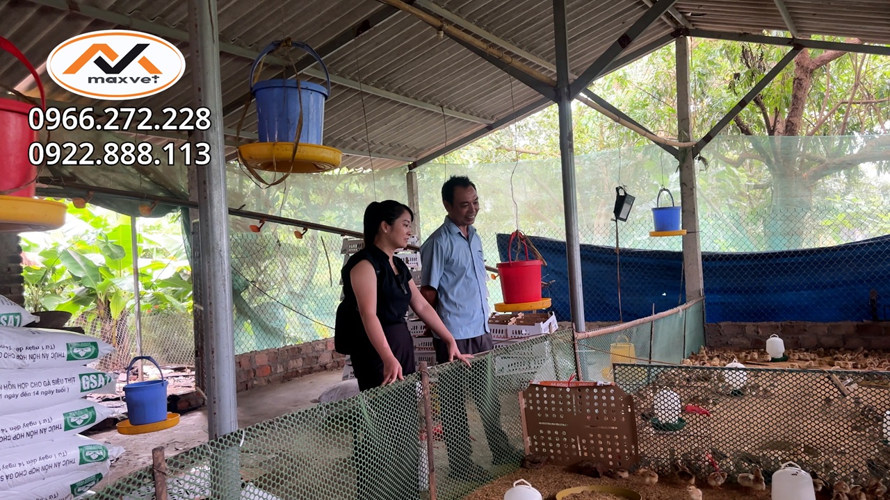 Chủ trại mừng rỡ khi tìm ra bí quyết nuôi gà không bị ecoli,, khỏe mạnh mau lớn xuất chuồng sớm