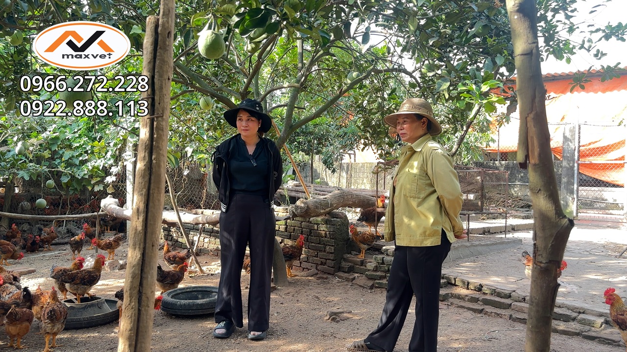 Mùa nóng úm gà kiểu gì để gà khỏe mạnh, không bết lông, không hao hụt, vẫn tăng trọng đều|Liễu Thú Y