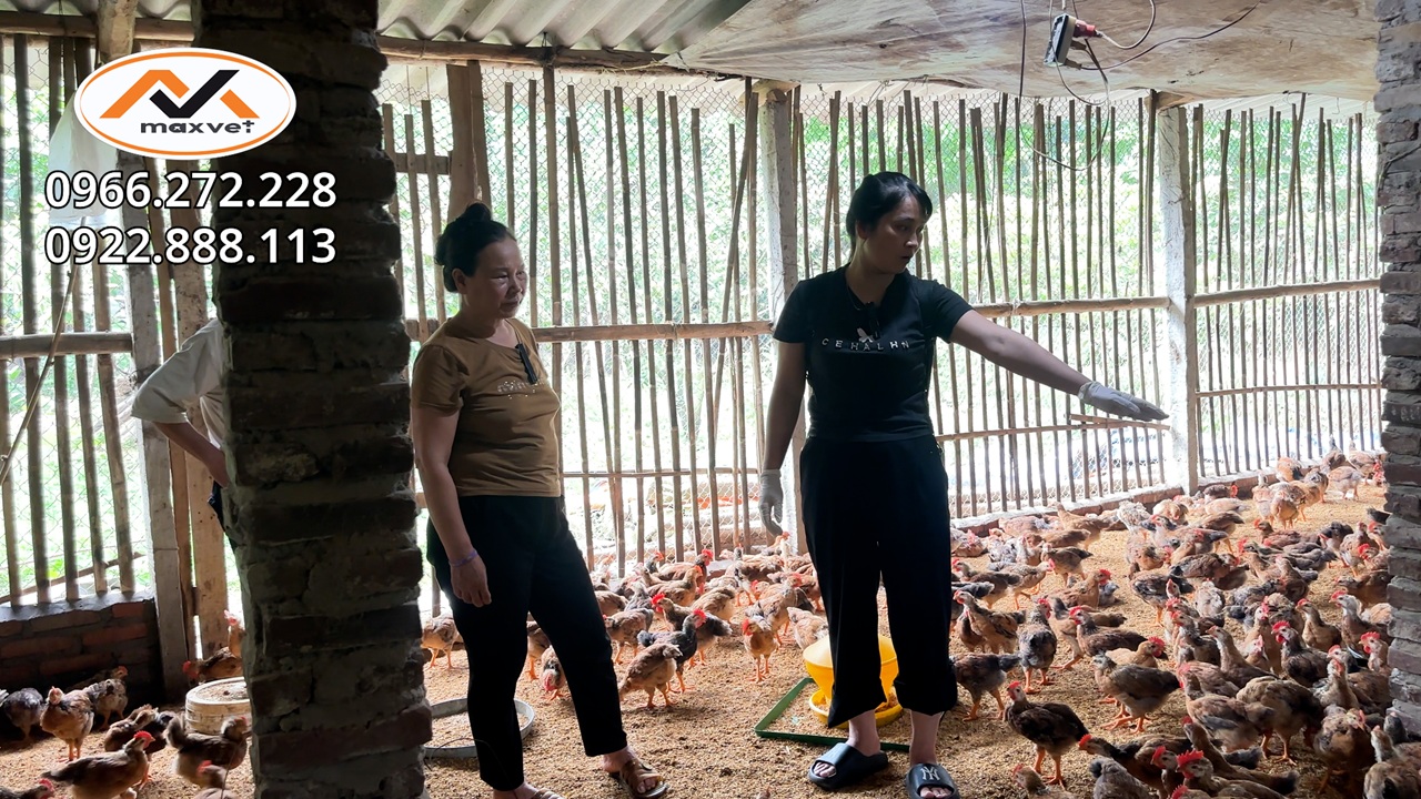 Gà mắc cầu trùng ủ rũ tiêu chảy dai dẳng điều trị mãi không khỏi nguyên nhân do đâu | Liễu Thú Y