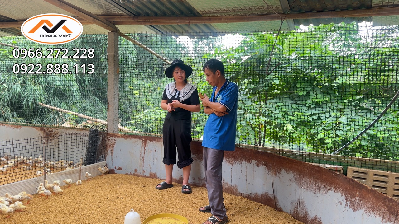 Mô hình nuôi gà kiểu mới chuồng có cửa sổ trời|Kỹ thuật nuôi gà thả vườn đơn giản cho người mới nuôi